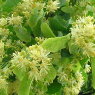 Саженец липы в контейнере